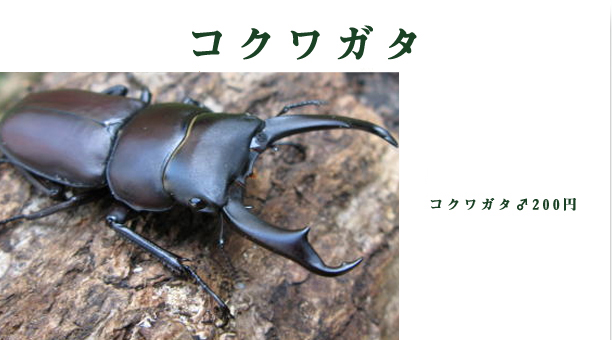 小カブトムシ