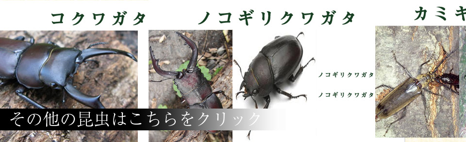 その他の昆虫