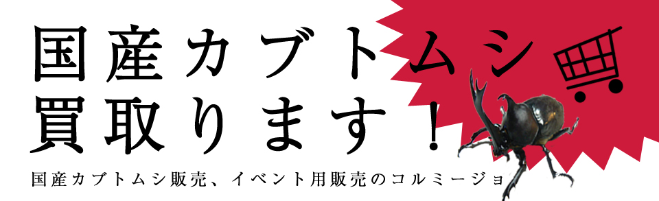 カブトムシ買取り